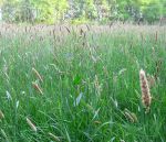 Unmowed Grass (Photo: Natubico/Wikimedia (Creative Commons 4.0))